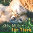 Pet Music World