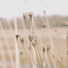 Sleep Makers Samples, Massage Music, Spa