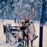 Snowy Lofi Vibes