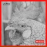 Loris