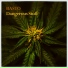 Basto