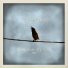 Andrew Peterson