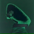 Beluga
