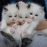 Jazz Music for Cats, Pet Care Club, Cat Music