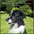 Music to Relax Dogs
