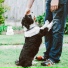 Calm Doggy, Dog Music, Music for Pets Library