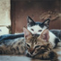 Music For Cats, Cat Music, Pet Care Music Therapy