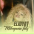 Elidyat