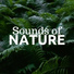 Nature Sounds Associated Artists