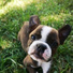 Dog Music, Pet Care Club, Music for Calming Dogs