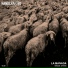 Lillo