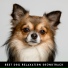 Dog Chillout Zone