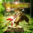 P.Orava
