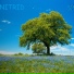 Nitrid