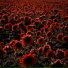 RED FURY