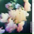 Hydrangea
