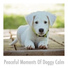 Dog Chill Out Music