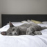 Zen Meditate, Baby Sleep, Yoga Tribe