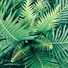 Dormir Sol, Naturaleza, Sons da natureza HD