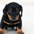 Sleep Music For Dogs, Sleepy Dogs, Pet Care Club