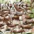Pn-X-Tg