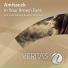 Amitacek