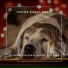 Dog Chill Out Music