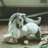 Horse Proconsul