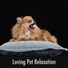 Calming Doggy Relaxation