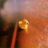 little duck