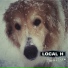 Local H