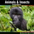 Digiffects Sound Effects Library