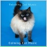 Calming Cat Music