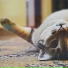 Cat Music, Music For Cats Peace, Cats Music Zone