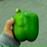 Devil's Avocado
