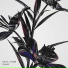Ekali, Zhu