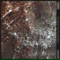 Tymotica