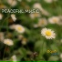Peaceful Music Orchestra
