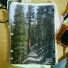 Lupis