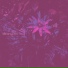 Constants