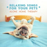 Calm Pets Music Academy