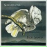 Shearwater