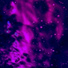 XXPROD