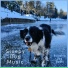 Sleepy Dog Music