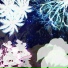 LIGHT