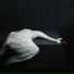 AMENRA