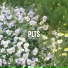 PLTS