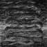 Ash Borer
