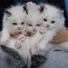 Jazz Music for Cats, Jazz Music Therapy For Cats