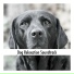 Doggy Calm